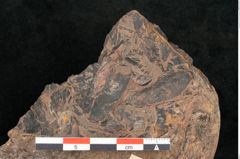 Foto (Detailansicht) von Protocladus lingua Ettingshausen (NHMW-GEO-2024-0188-10330)